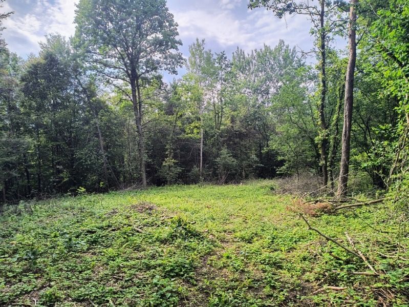 Działka leśna Smerekowiec