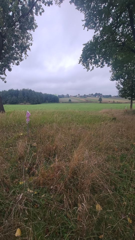 Działka rolno-budowlana Warzyn Pierwszy. Zdjęcie 2