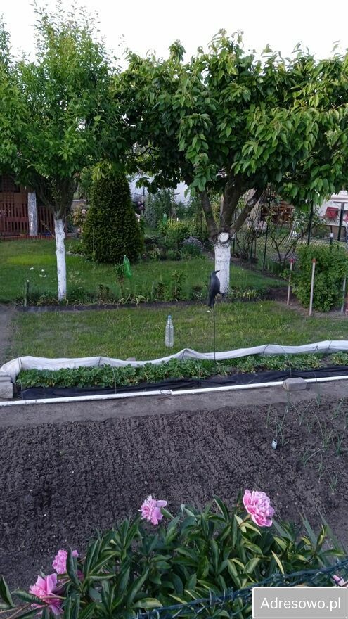 Działka rod Gorzów Wielkopolski, ul. Myśliborska. Zdjęcie 2