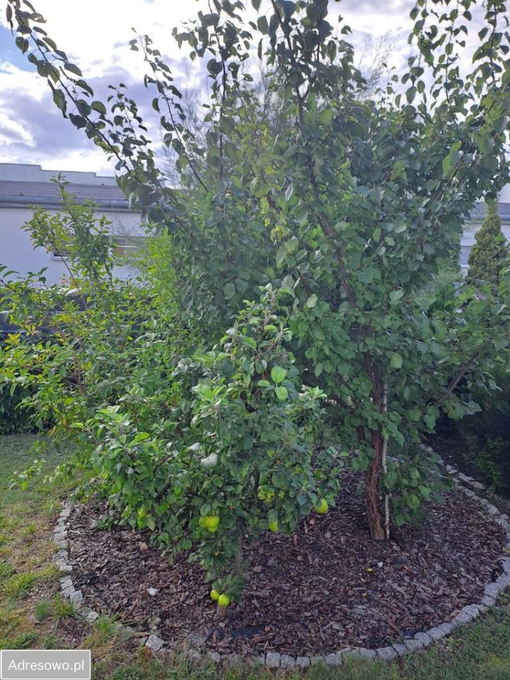 Mieszkanie 2-pokojowe Września. Zdjęcie 2