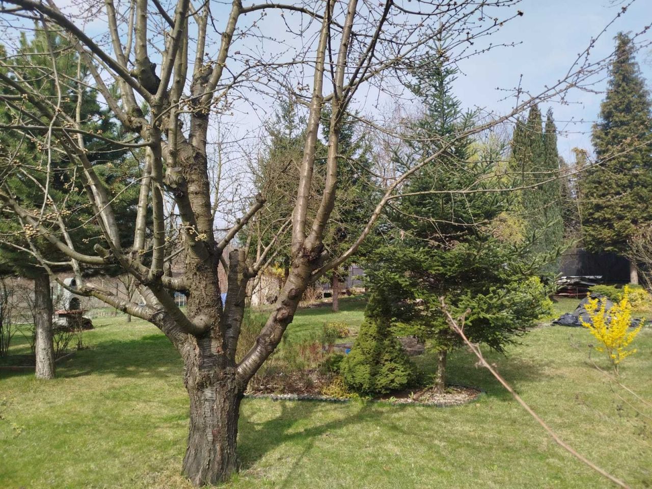 Działka rod Zabrze, ul. Józefa Rymera. Zdjęcie 3