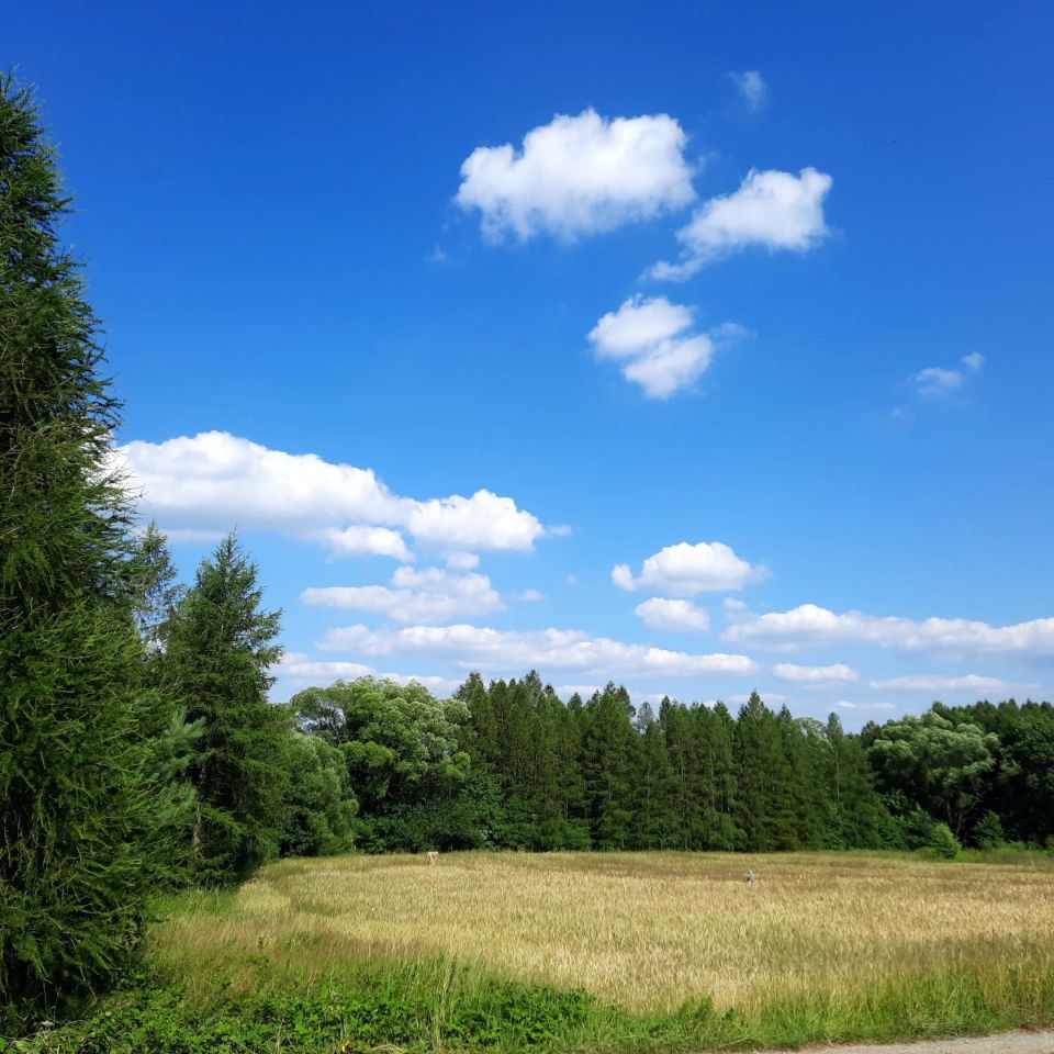 Działka rolno-budowlana Lipowa. Zdjęcie 6