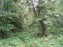 Działka budowlana Rokitno Szlacheckie Laskowa, ul. Ogrodowa. Zdjęcie 2