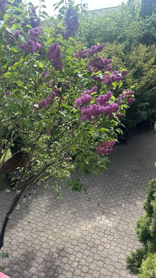 dom szeregowy, 5 pokoi Bialiki, Krupki. Zdjęcie 7