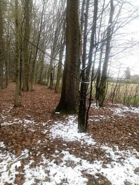 Działka leśna Obroki. Zdjęcie 2