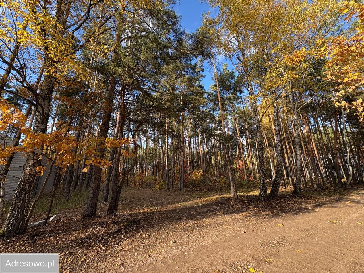 Działka leśna Marynin, ul. Gospodarcza. Zdjęcie 7