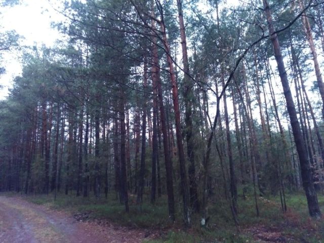 Działka leśna Włoszczowa. Zdjęcie 1