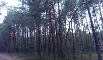 Działka leśna Włoszczowa