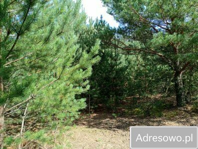 Działka budowlana Małszyce Bory Małszyckie. Zdjęcie 1