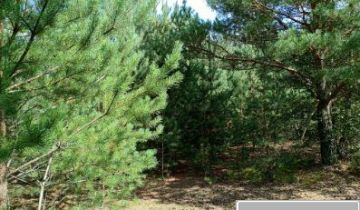 Działka budowlana Małszyce Bory Małszyckie