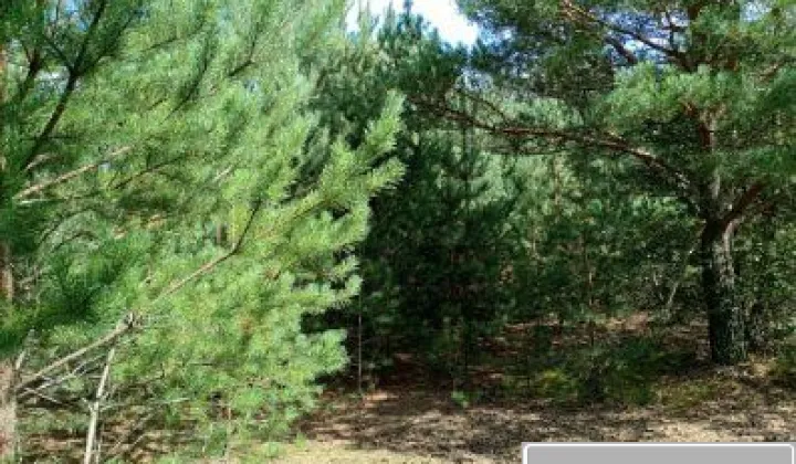 Działka budowlana Małszyce Bory Małszyckie