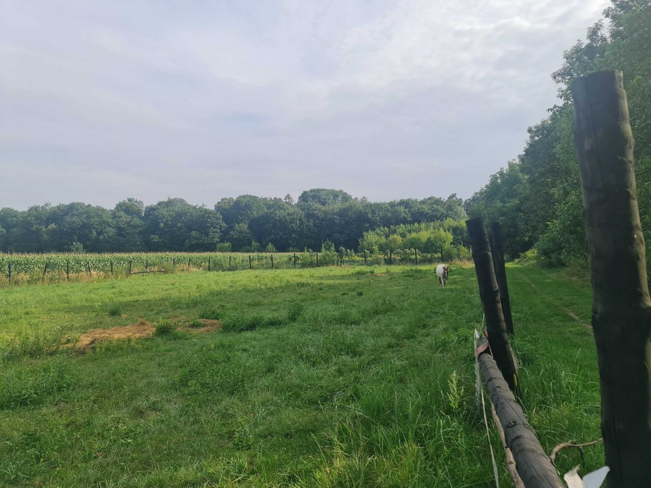 Działka budowlana Marchwacz. Zdjęcie 5