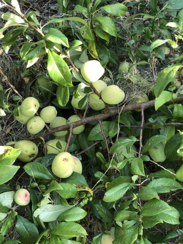 Działka rod Nowa Dęba. Zdjęcie 7