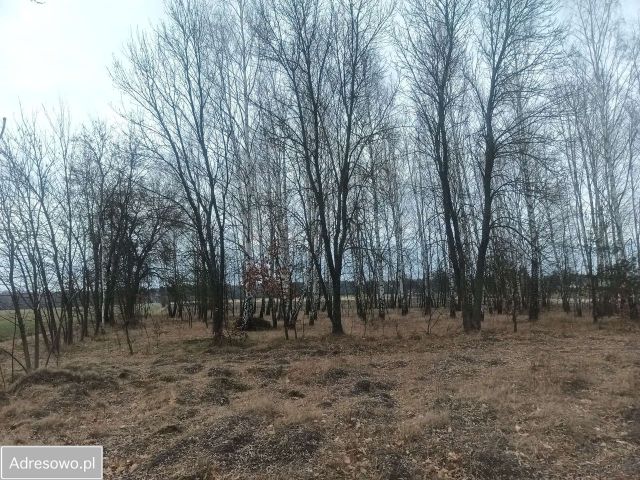 Działka rolno-budowlana Działyń. Zdjęcie 1