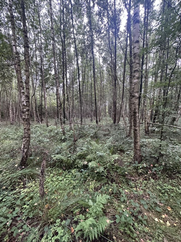 Działka leśna Łętowo. Zdjęcie 2