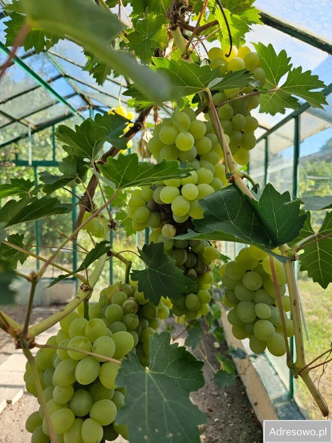 Działka rod Opole. Zdjęcie 14