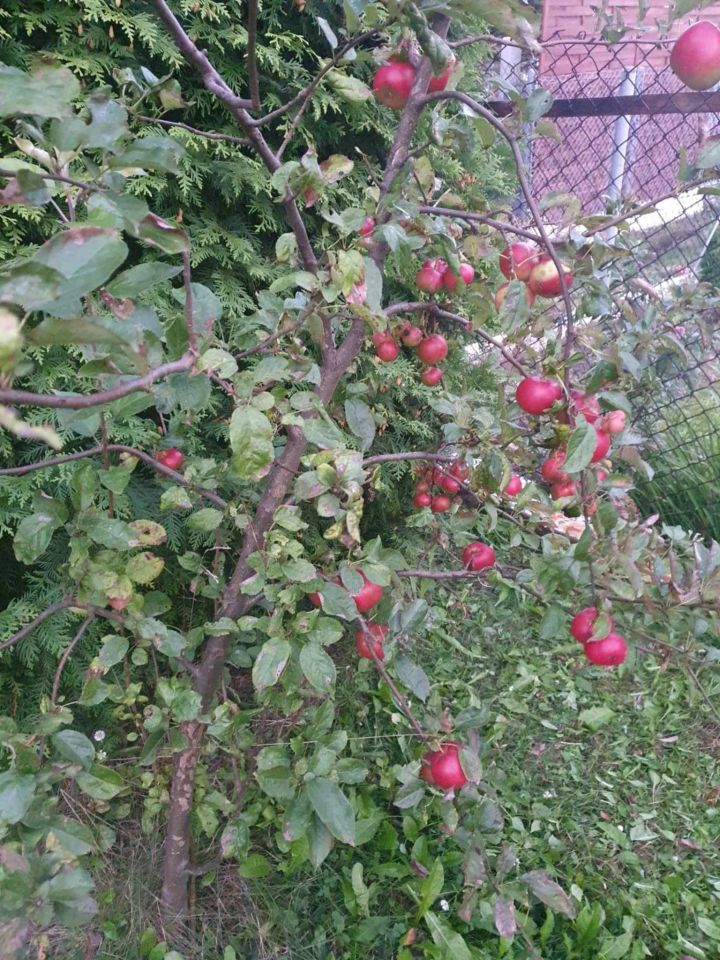 Działka rod Będzin Grodziec, ul. Marii Konopnickiej. Zdjęcie 4