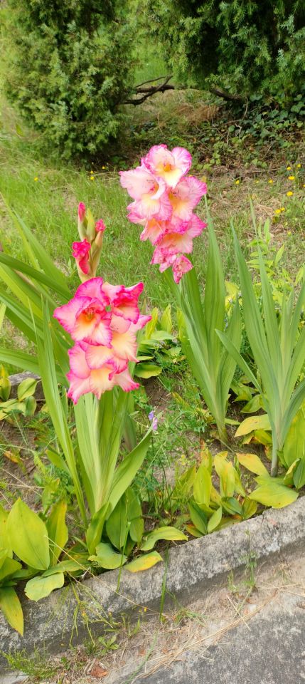 Działka rod Szpęgawsk. Zdjęcie 6