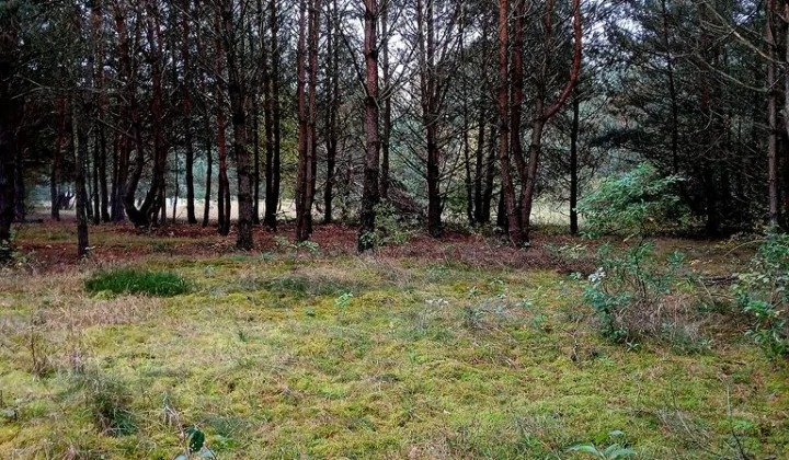 Działka rekreacyjna Pąchy