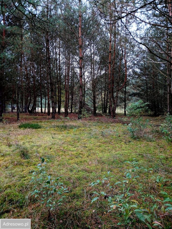 Działka rekreacyjna Pąchy