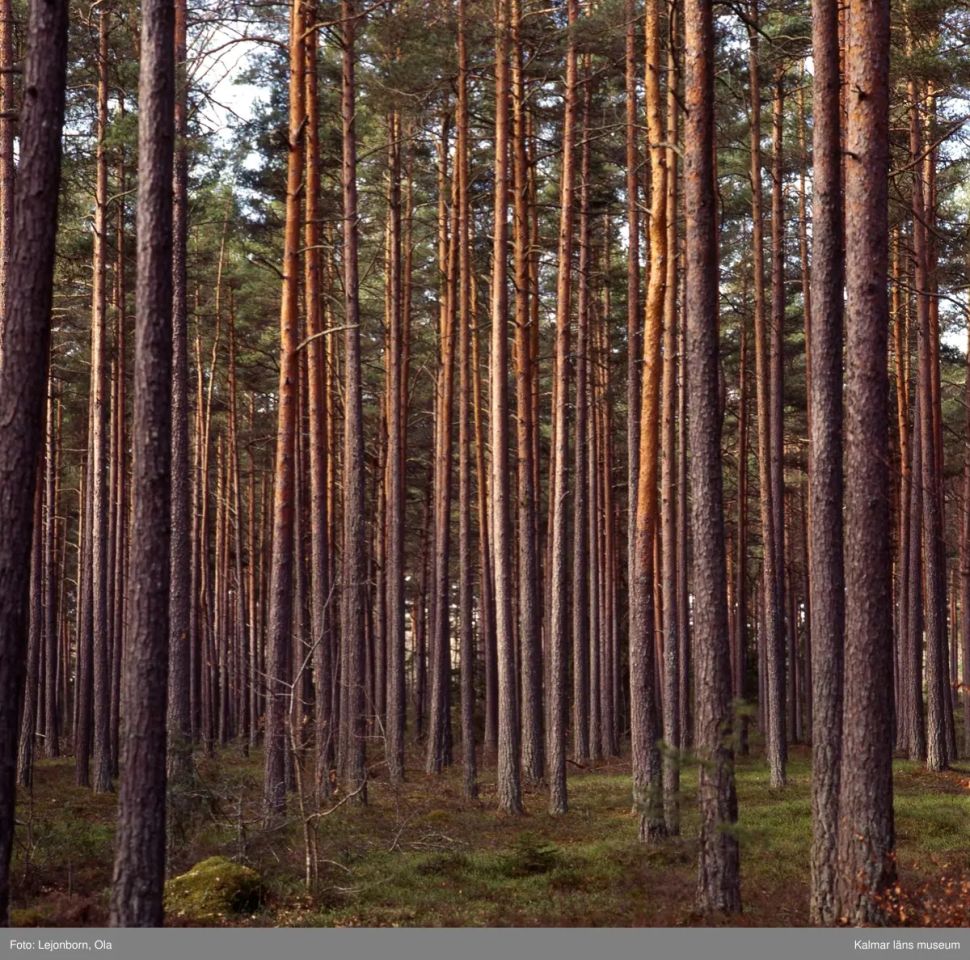 Działka leśna Gawrony, .. Zdjęcie 1
