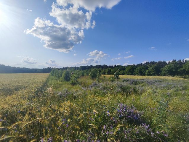 Działka rolno-budowlana Płyćwia. Zdjęcie 1