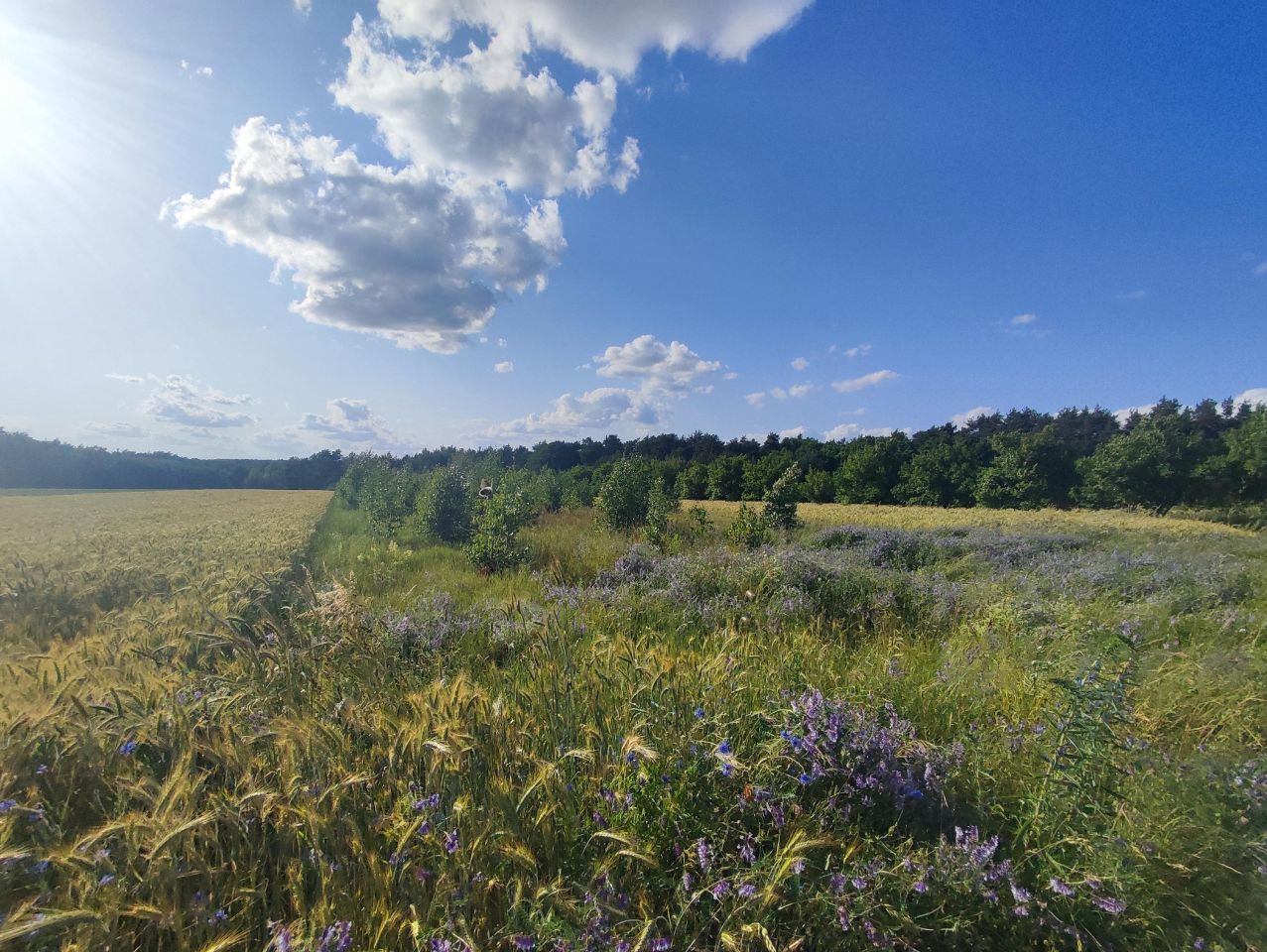 Działka rolno-budowlana Płyćwia