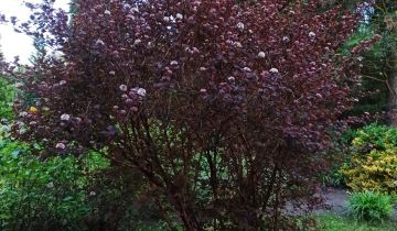 Działka rod Zbąszyń, ul. Graniczna