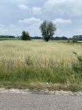 Działka rolno-budowlana Szczawin Borowy-Wieś. Zdjęcie 4