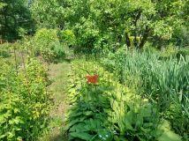 Działka rod Warszawa Szczęśliwice. Zdjęcie 3