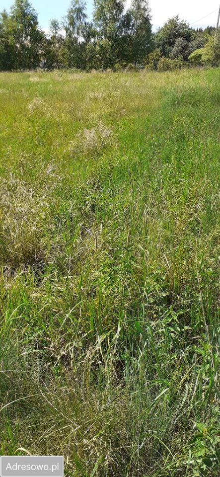 Działka budowlana Borówno. Zdjęcie 6