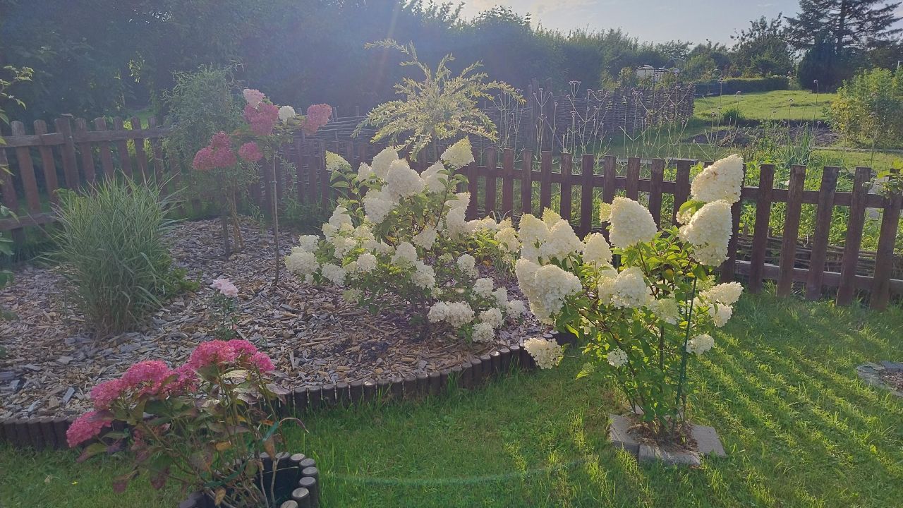 Działka rod Świdwin, ul. Łokietka. Zdjęcie 5