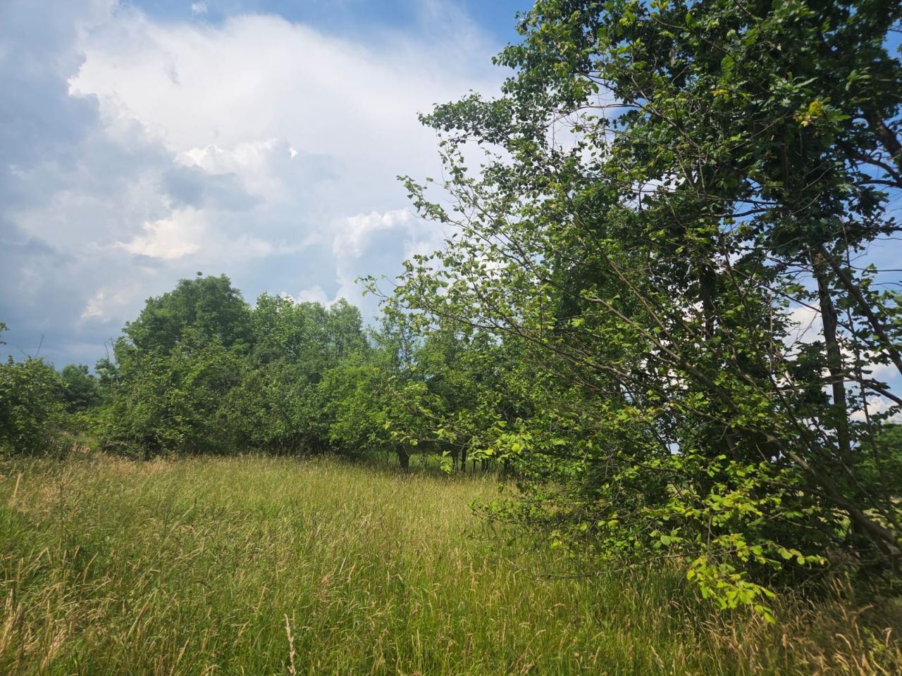 Działka rolno-budowlana Widełka. Zdjęcie 4