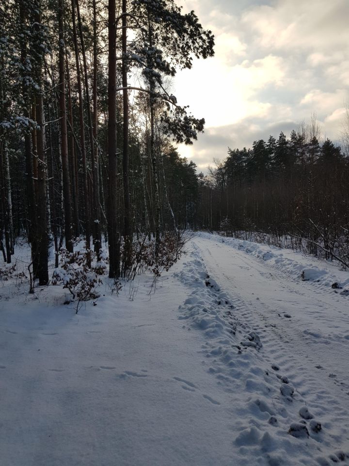 Działka leśna Jedlicze B, ul. Bukowa. Zdjęcie 2