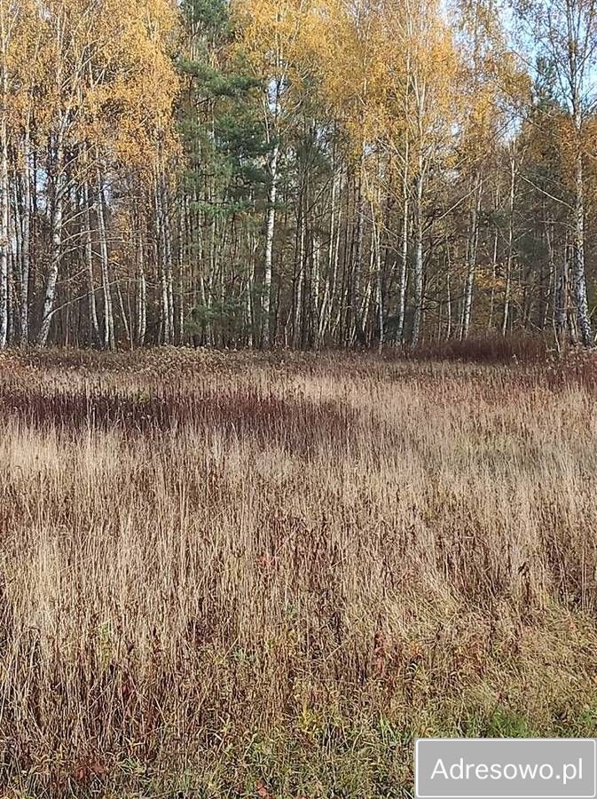 Działka leśna Piaseczno. Zdjęcie 6