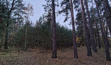 Działka leśna Dobków