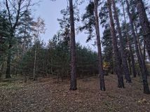 Działka leśna Dobków