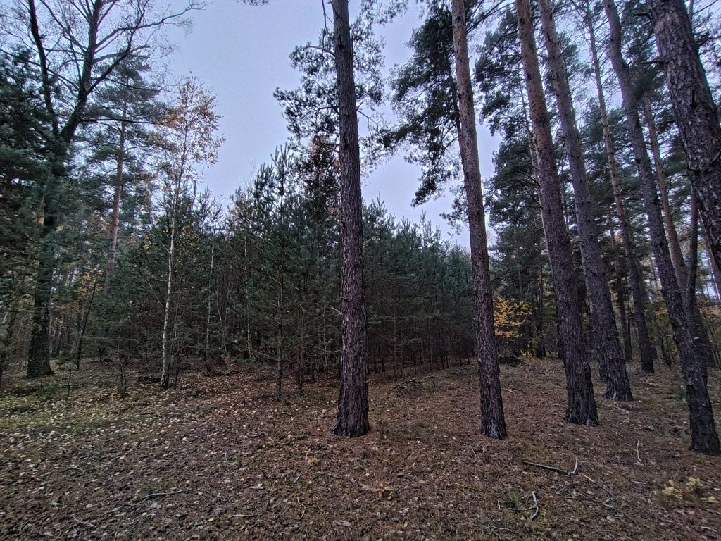 Działka leśna Dobków