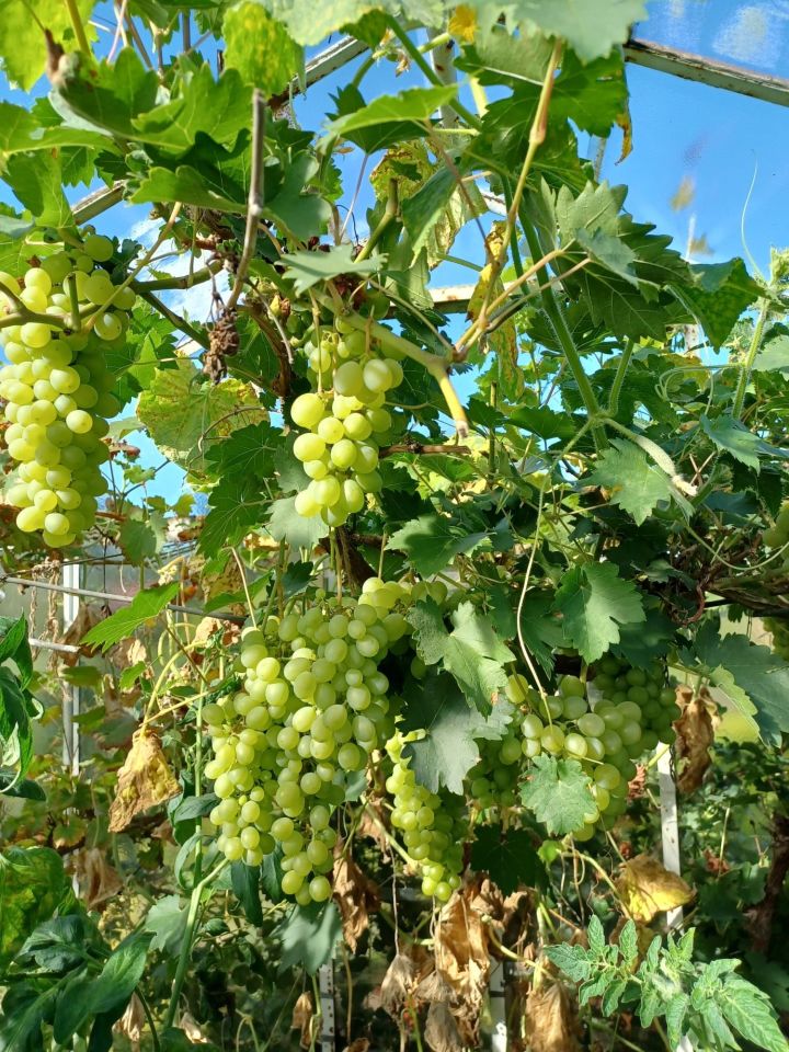 Działka rod Niekłonice. Zdjęcie 6