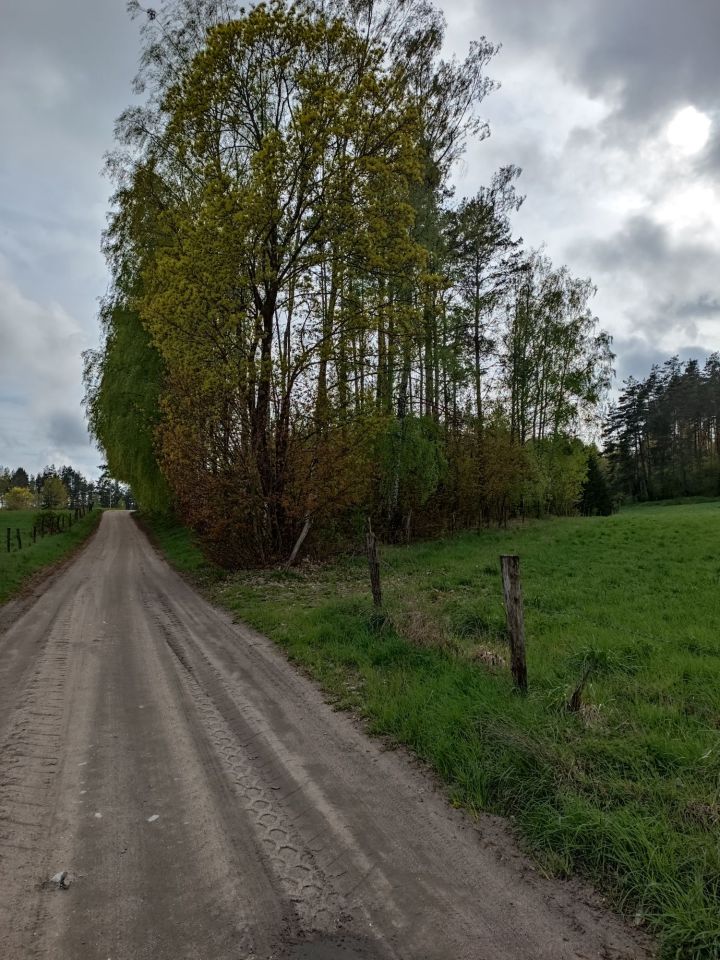 Działka leśna Wierzbowo. Zdjęcie 4