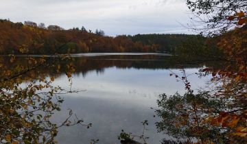 Działka leśna Ciemno