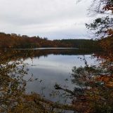 Działka leśna Ciemno. Zdjęcie 1