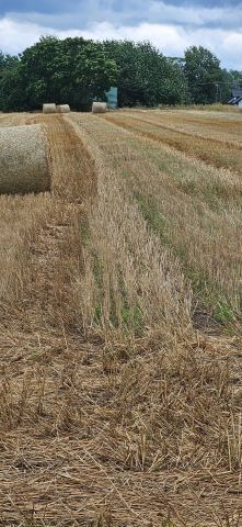 Działka rolna Borowa Wola. Zdjęcie 1