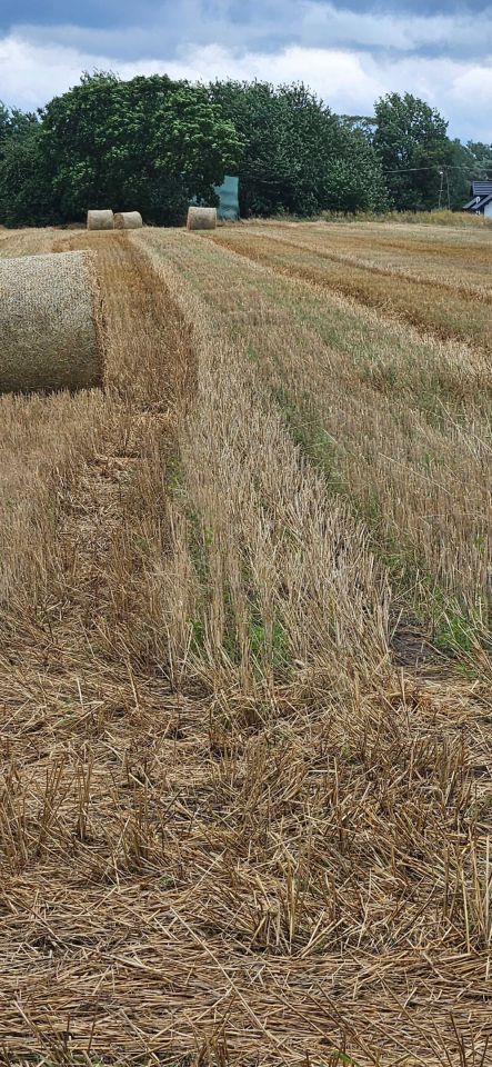 Działka rolna Borowa Wola. Zdjęcie 1