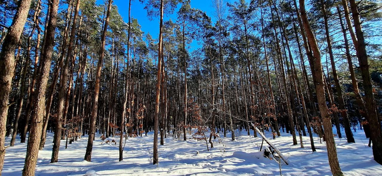 Działka rekreacyjna Laski. Zdjęcie 4