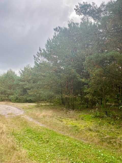 Działka leśna Puszcza Mariańska. Zdjęcie 1