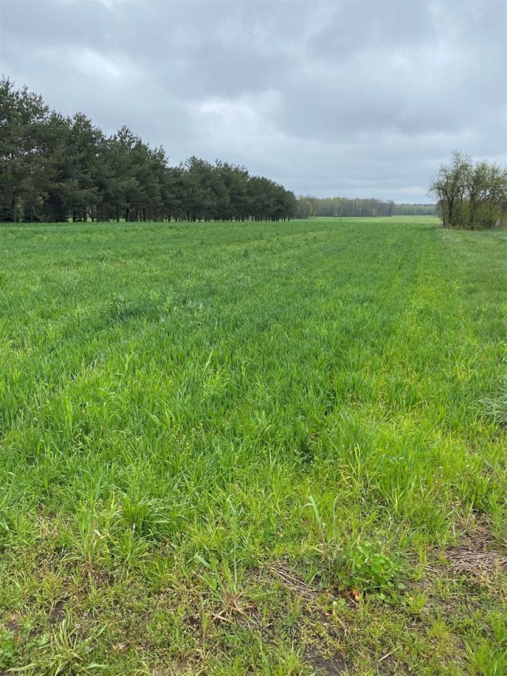 Działka rolno-budowlana Wrzeszczewice. Zdjęcie 2