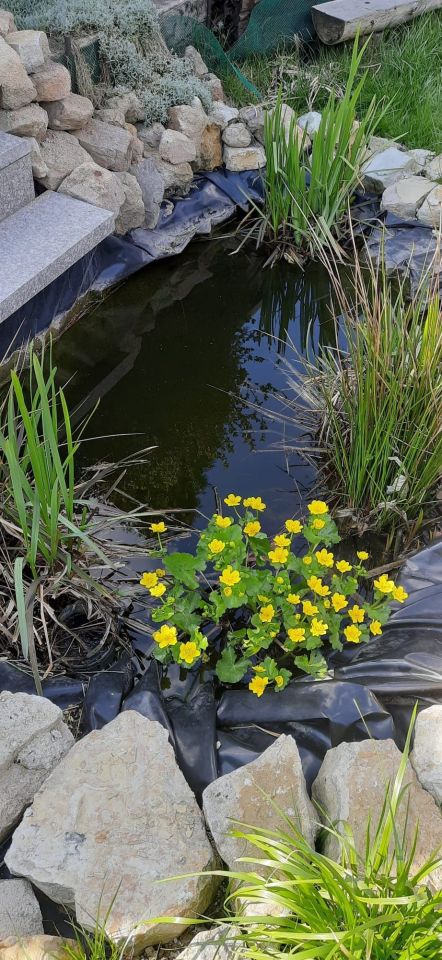 Działka rod Piekary Śląskie Brzeziny Śląskie. Zdjęcie 6