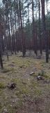 Działka leśna Owink. Zdjęcie 2
