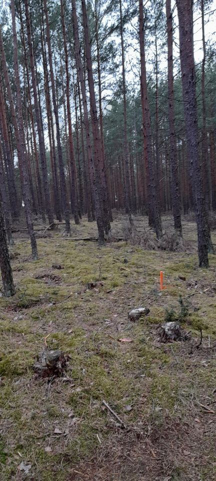 Działka leśna Owink. Zdjęcie 3